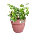 Miniatyrbillede 3 af 4: ELHO - Urtepotte - Vibia Campana Easy Hanger Small - Dusty Rose - Udendørs balkon - L 24,1 x B 20,5 x H 26,5 cm