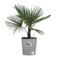 Pikkukuva 3 / 4: ELHO-kukkaruukku - Greensense Aqua Care Square 38 - vaalea betoni - sisä-/ulkokäyttöön - Ø 38 x K 38,9 cm