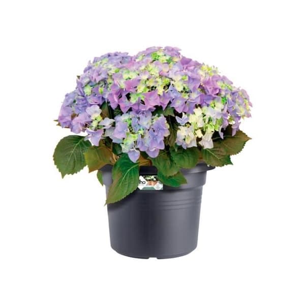Elho Green Basics Cylinder 65 Blomlåda - Svart - Ø 64 x H 49 cm - Utomhus - 100% Återvunnen