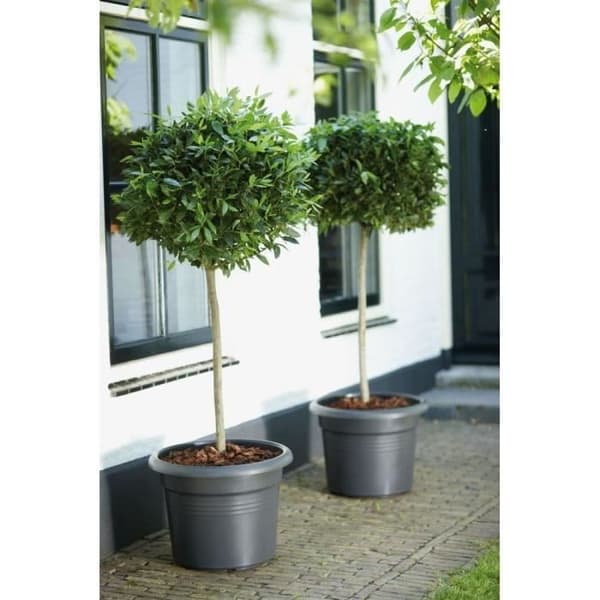 Elho Green Basics Cylinder 65 Blomlåda - Svart - Ø 64 x H 49 cm - Utomhus - 100% Återvunnen