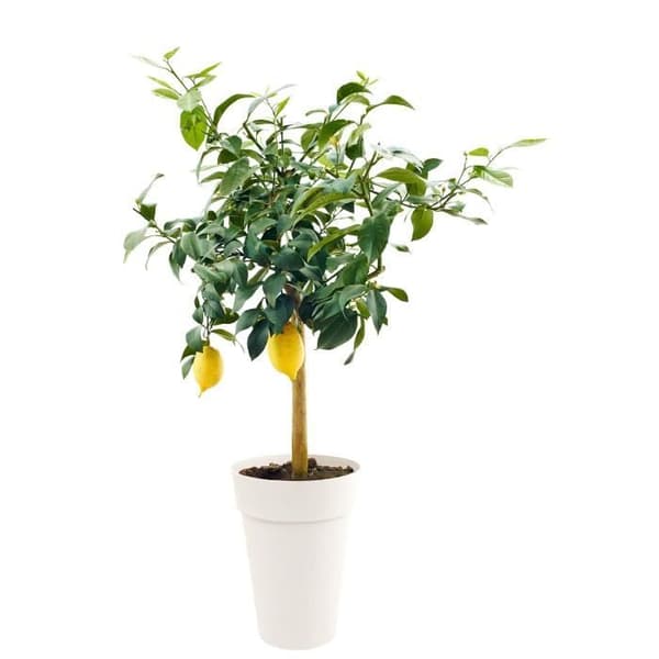 EDA Tuscany høj vase - Ø 46 x H 65 cm - 67 L - Hvid