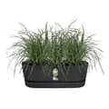 Miniatyrbillede 3 af 4: ELHO Greenville Easy Balcony 52 Urtepotte - Living Sort - Balkon - L 21,2 x B 52 x H 19,4 cm