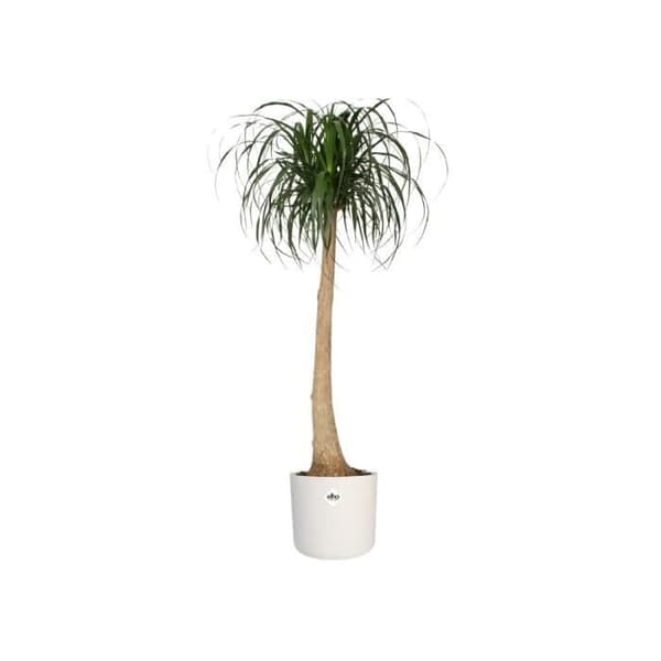 ELHO B.för mjuk rund blomkruka 35 - Vit - Ø 35 x H 32 cm - insida - 100% återvunnen