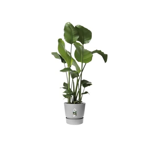 ELHO Greenville 30 runda blomkrukor - Utomhus - Ø 29,5 x H 27,8 cm - Living betong grå