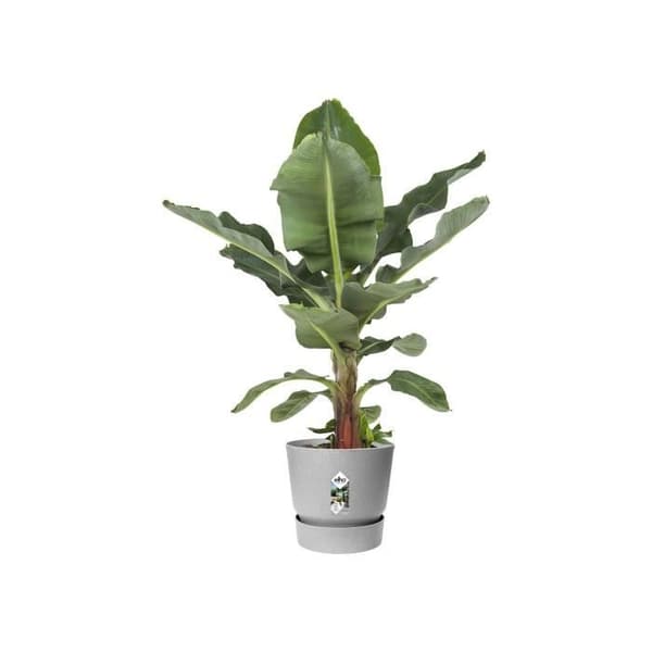 ELHO Greenville 30 runda blomkrukor - Utomhus - Ø 29,5 x H 27,8 cm - Living betong grå