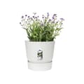Miniatyrbillede 3 af 6: elho Greenville plantetop Ø47 cm hvid urtepotte - 123