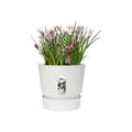 Miniatyrbillede 4 af 6: elho Greenville plantetop Ø47 cm hvid urtepotte - 123