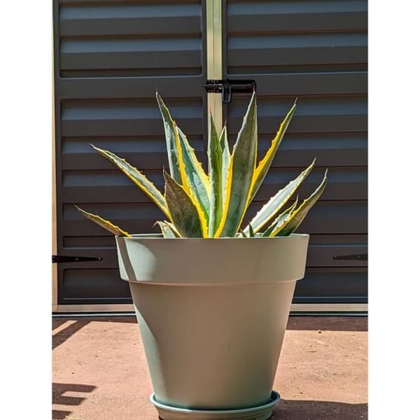 RIVIERA SOLEILLA rund blomlåda - Plast - Diameter 50 cm - Lergrön