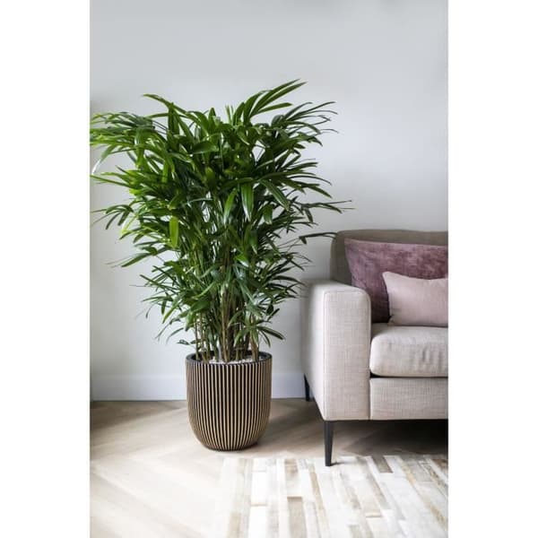 Kugleformet urtepotte - CAPI EUROPE - GROOVE NL - 35 x 34 cm - Sort / Guld