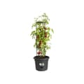 Miniatyrbild 3 av 6: ELHO Green Basics Tomatkruka - 33 cm - Ljussvart