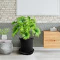 Miniatyrbild 5 av 5: INF Självbevattnande växtbricka set för inomhusväxter (4-pack)