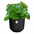 Miniatyrbild 4 av 4: Kruka Elho