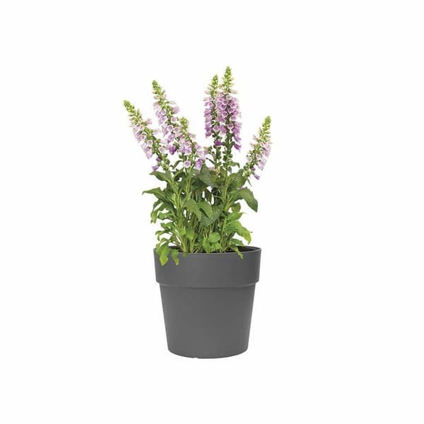 Blomkruka Elho Vibia Straight Pflanztopf Ø47 cm Kruka för växter, Antracit
