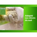 Miniatyrbild 3 av 6: Frön BHS 10 kg