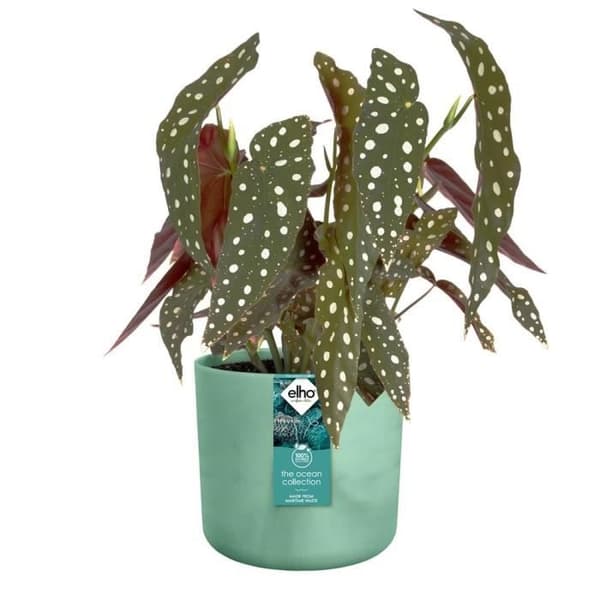 ELHO The Ocean Collection Rund Urtepotte 22 - Grøn - Ø 22 x H 20 cm - Indendørs - 100% genbrugt