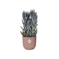 Miniatyrbillede 2 af 6: ELHO Vibes Fold Runde Urtepottehjul 35 - Pink - Ø 35 x H 32 cm - Indendørs - 100% genbrugt