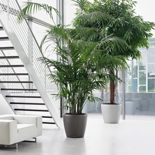 LECHUZA Classico Premium 60 blomsterpotte - komplet sæt, blank skarlagenrød
