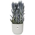 Miniatyrbillede 4 af 6: ELHO Vibes Fold Rund Urtepotte 30 - Hvid - Ø 30 x H 27 cm - Indendørs - 100% genbrugt