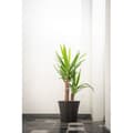 Miniatyrbillede 5 af 5: Urtepotte - GARDEN ID - Green Care Sense Sort-Antracit - 30 x 27 cm - 10 års garanti - 100% genanvendt - UV- og frostbestandig