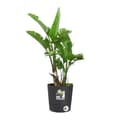 Miniatyrbillede 3 af 4: Elho Plastik Firkantet Urtepotte Greensense Aqua Care Kulgrå 29,5 x 29,5 x H 29,1 cm 15 L