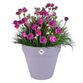 Pikkukuva 3 / 6: Kukkaruukku - Elho - Loft Urban Round - Violetti - P 29 x L 28,5 x K 26 cm - Ulkokäyttöön - 100 % kierrätetty
