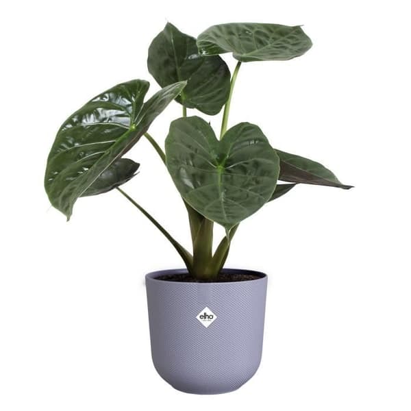 Urtepotte - Elho - Jazz Rund - Lilla - L 35 x B 34,5 x H 32 cm - Indendørs - 100% genbrugt
