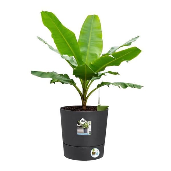 Elho Rund Blomsterpotte i Plastik Greensense Aqua Care Kulgrå Ø 34,5 x H 34,1 cm 35 L