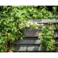 Pikkukuva 3 / 3: Itsekasteleva kukkalaatikko Garden ID Ruskeanharmaa