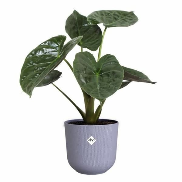 Dekorative Pongponger Elho