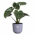 Miniatyrbilde 5 av 5: Dekorative Pongponger Elho