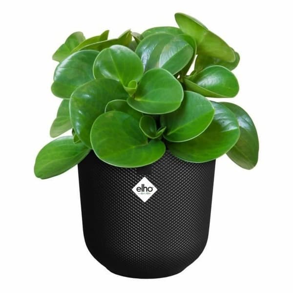 Dekorative Pongponger Elho