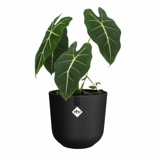Dekorative Pongponger Elho