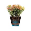 Pikkukuva 5 / 5: Blomkruka - Elho - Loft Urban Rund - Höjd 42 - Röd - Ø 42 x H 56 cm - Utomhus - 100% återvunnen