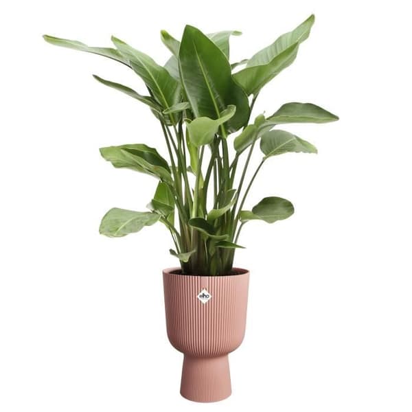 Blomkruka - Elho - Vibes Fold Coupe - Rosa - L 30 x B 29,5 x H 45 cm - Inomhus - 100% återvunnen