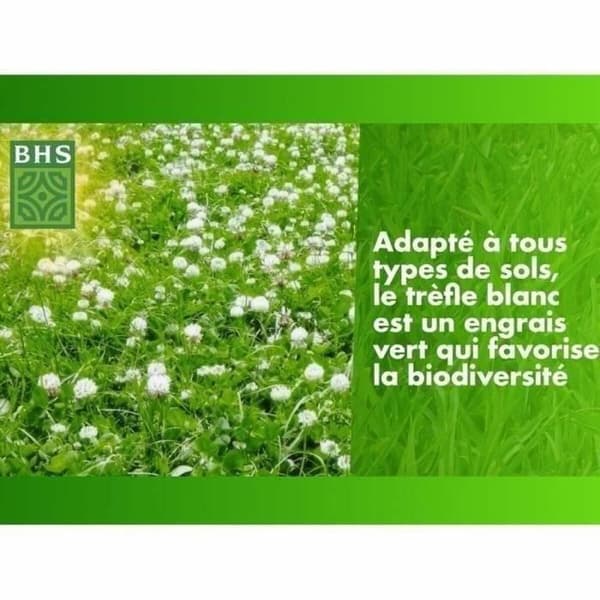 Frø BHS Trèfle Blanc 500 g