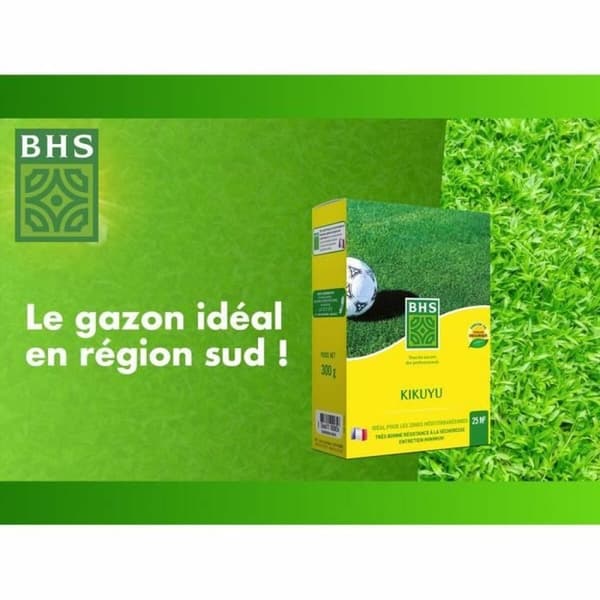 Frø BHS Dichondra