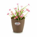 Miniatyrbillede 3 af 3: Urtepotte Stefanplast Brun Plastik 19 x 17,5 x 19 cm (12 enheder)