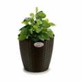 Miniatyrbillede 3 af 3: Urtepotte Stefanplast Plastik 29 x 26,5 x 29 cm (6 enheder)