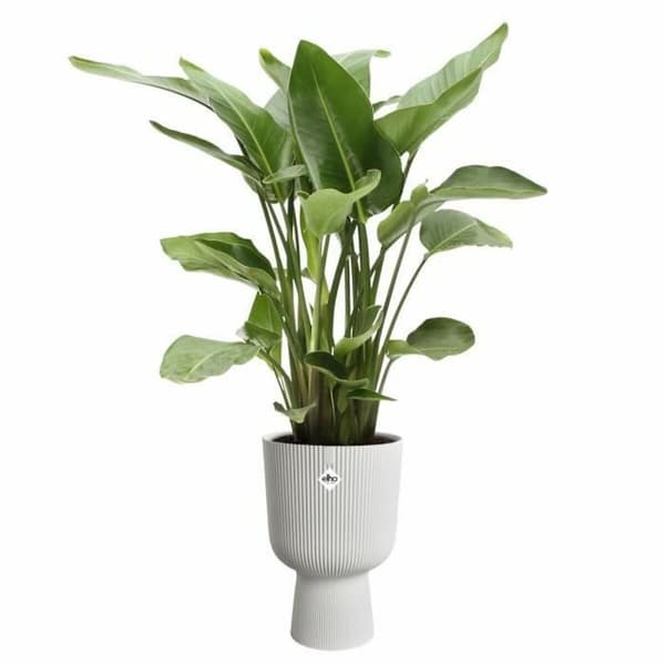 Dekorative Pongponger Elho