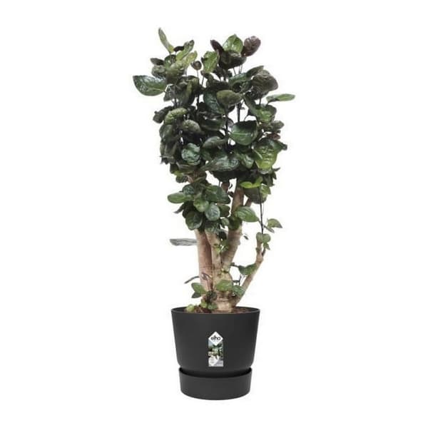 Urtepotte Elho Greenville Sort Plastik Cirkulær Ø 40 cm Ø 39 x 36,8 cm