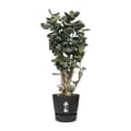 Miniatyrbillede 5 af 6: Urtepotte Elho Greenville Sort Plastik Cirkulær Ø 40 cm Ø 39 x 36,8 cm