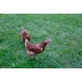 Miniatyrbillede 2 af 2: Hegn Kerbl Sort 5 x 10 m