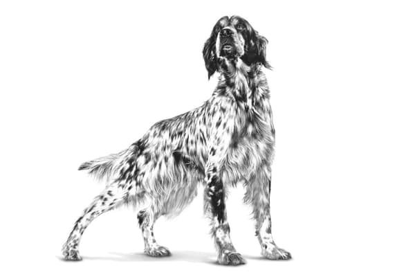Royal Canin Gastro Intestinal Fedtfattig Voksen 200 g