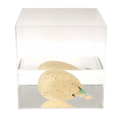 Kläckande Ägg Dinosaurie