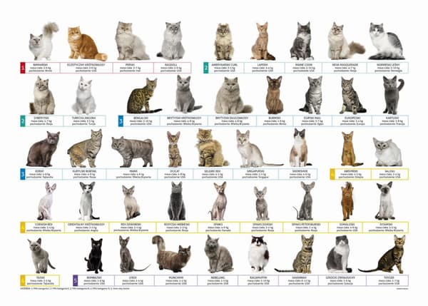 Dubbelsidig skrivbordsmatta Cats 9576