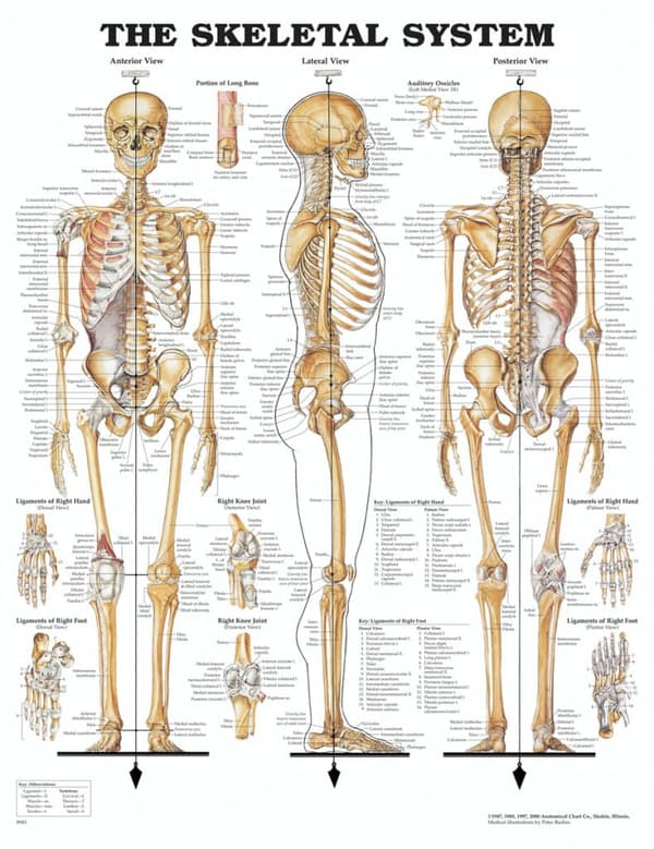 Klassisk skeletplakat som også illustrerer ledbånd (ligamenter) på engelsk