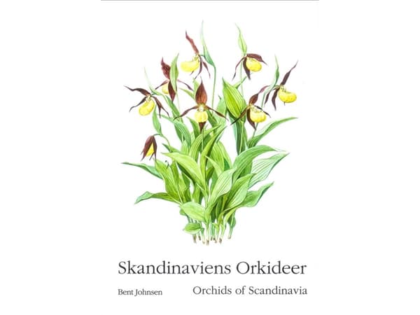 Orkidéer i Skandinavien | Bent Johnsen | Språk: mul