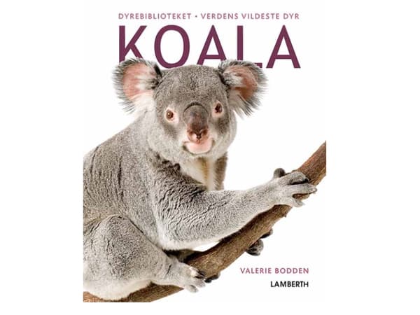Koala | Valerie Bodden