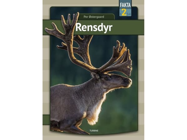 Rensdyr | Per Østergaard