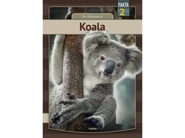Koala | Per Østergaard
